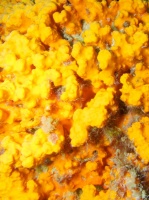 Yellow Sponge IMG 5760